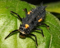 Ladybird larva